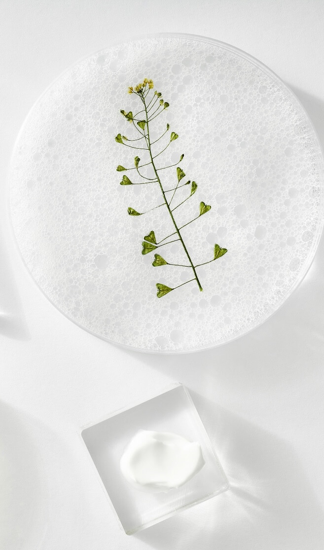 plant to produces pollen